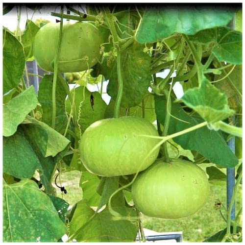 10Gm Bottle Gourd Round Vegetable Seeds F1 Hybrid By Live Green (B09RP6DCVQ) Amazon Price History, Amazon Price Tracker