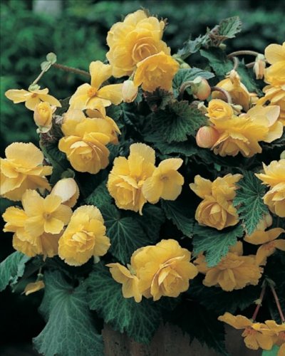 Pack x3 Begonia 'Cascade Yellow' (Trailing Begonia) WPC Prins Bulbs