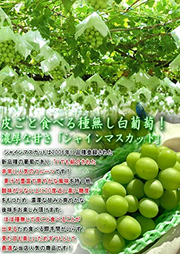 産地から玄関へ 温室シャインマスカット 種無し葡萄 2~3房入り 約800~1kg の商品画像 3