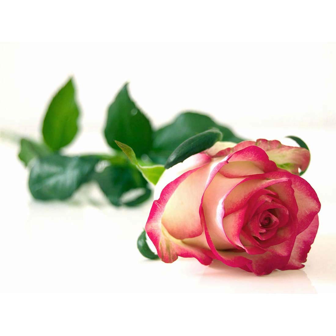 Wee Blue Coo Single Pink Rose Romantic Flower Art Print Poster Wall Decor 12X16 Inch