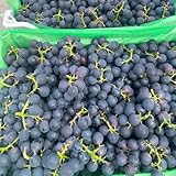 Acquista uva - viti esotico a prova di inverno uva rari da colonnari arbusti a crescita da...