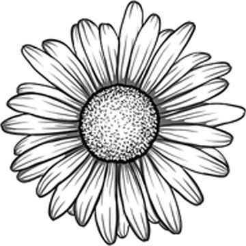 Magnet Black and White Gerbera Gerber Daisy Flower Magnetic Vinyl Magnet Bumper Sticker (4" Wide)