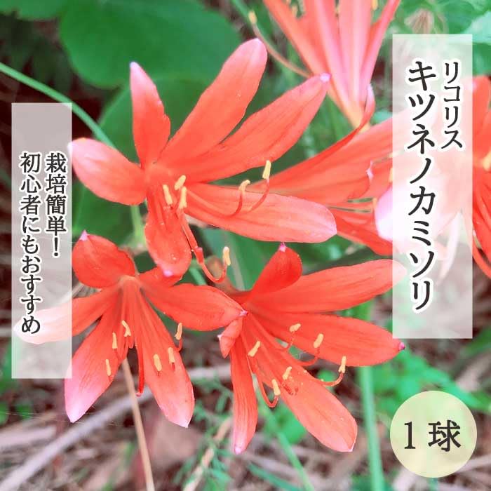 Amazon.co.jp: リコリス キツネノカミソリ 球根 1球 ヒガンバナ