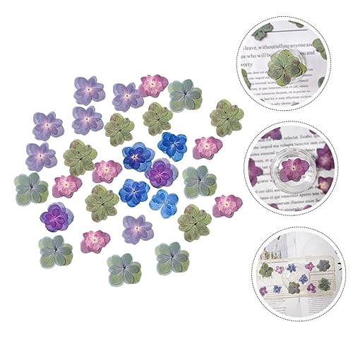 30 flores secas prensadas para manualidades DIY miniatura 6