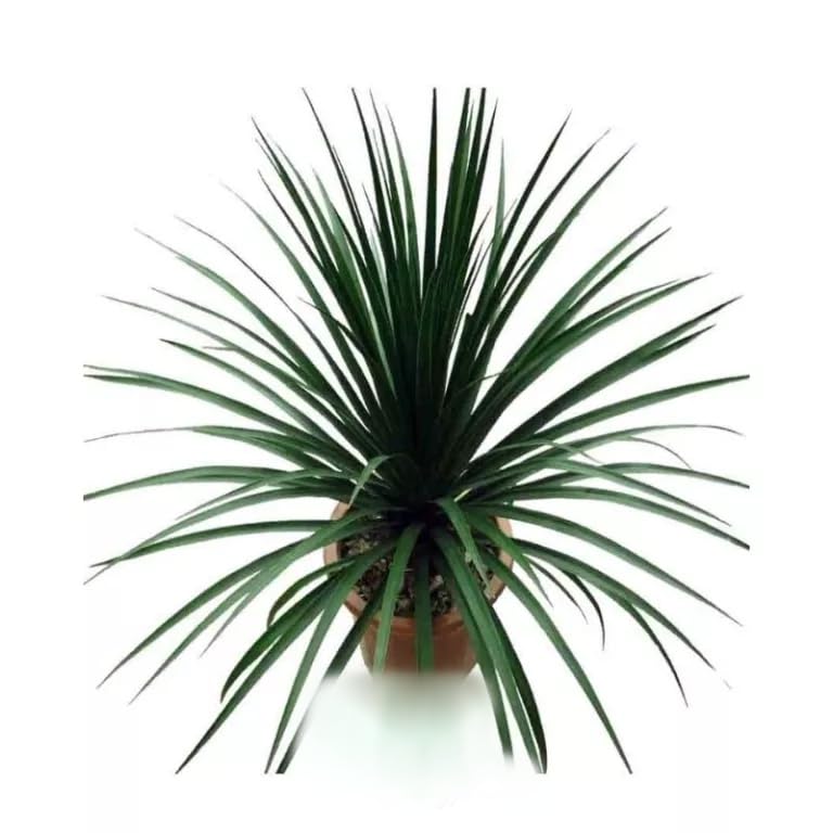 See full amazon price history chart for Garden Art Dracaena cambodiana, Cambodian Dragon Tree Pack Of One Healthy Plant (Dracaena cambodiana) Garden Art Dracaena cambodiana, Cambodian Dragon Tree Pack Of One Healthy Plant (Dracaena cambodiana) (B0BDDHFYNV) Amazon Price History, Amazon Price Tracker