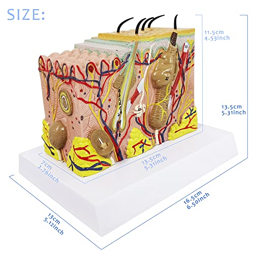 Evotech Skin Anatomical Model, 35X Enlarged Skin Layer Structure Anatomy Model With Hair For Science Classroom Study Teaching Display Medical Skin Markers #TOP2