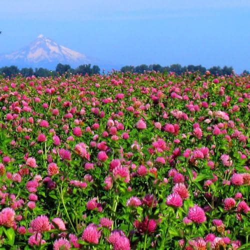 Image of Outsidepride Perennial Red Clover Seeds - 5 lbs. Self-Seeding, Nitrocoated, Inoculated for Lawn, Yard, Forage, Pasture, Hay, Nitrogen Fixation, Soil Improvement & Crop Rotation Programs