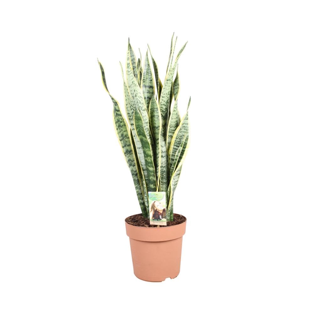 Sukkulente - Bogenhanf (Sansevieria Trifasciata Laurentii) mit bertopf -  Hhe: 40 cm - von Botanicly : Amazon.de: Garten