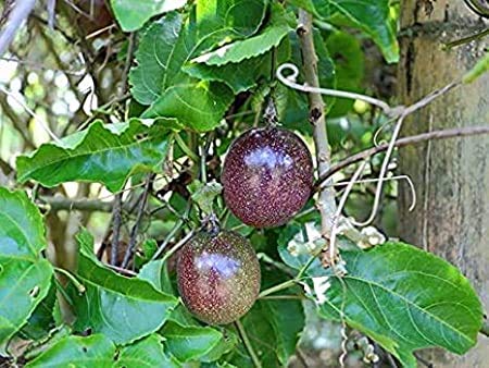 See full amazon price history chart for Golden Hills Farm Live Plant Sweet Passion Fruit (Sweet Granadilla) 2 plant Golden Hills Farm Live Plant Sweet Passion Fruit (Sweet Granadilla) 2 plant (B07QJTSWRS) Amazon Price History, Amazon Price Tracker