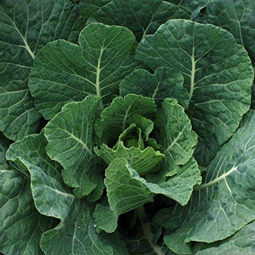 Tiger Hybrid Collard Seeds (300 Seed Package)