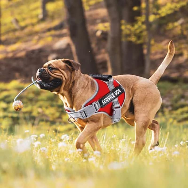 Harnais Réfléchissant Pour Chien - Anti-traction, Réglable Et Rembourré, Taille XXL (Tour De Poitrine 84-108cm) - 4