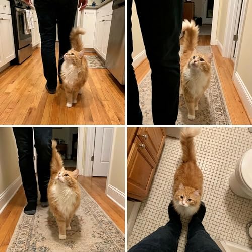 Pourquoi mon chat me suit partout ?