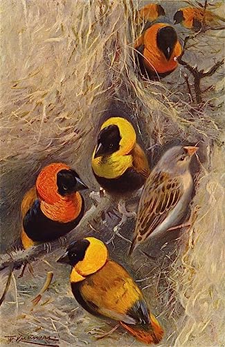 Pintura mural de pájaros tejedores vintage, lienzo decorativo de 60x90cm
