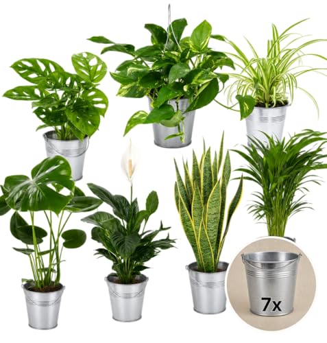“EasyCare” Pflanzenset + 7x Zinktopf