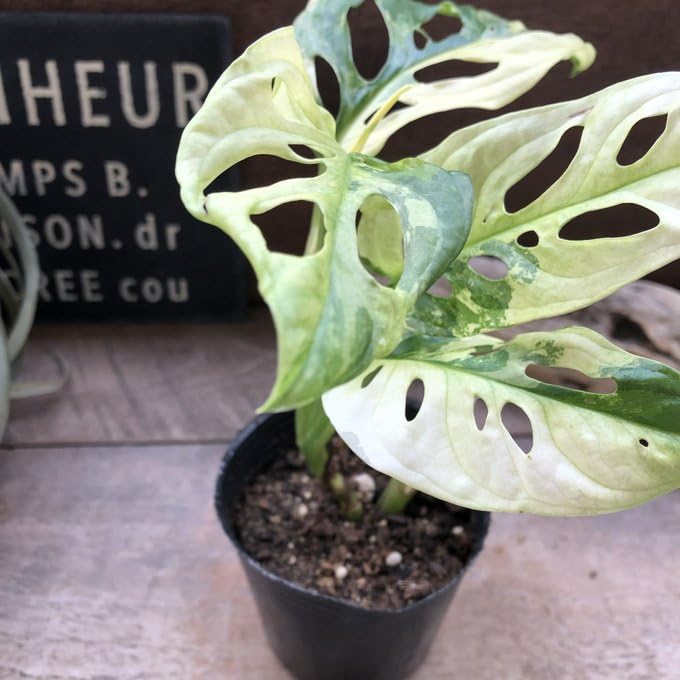 Amazon.co.jp: 斑入りマドカズラ 希少 観葉植物Monstera Adansonii
