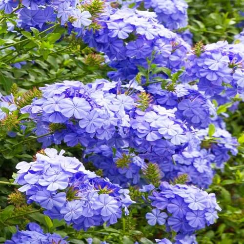 100pcs Violet Plumbago Flower Seeds
