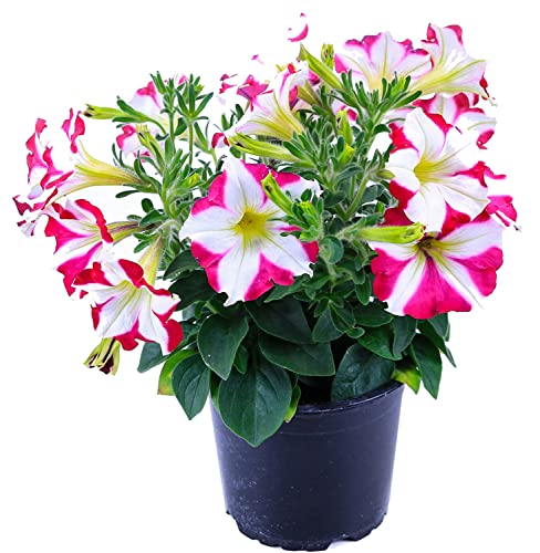 Petunia Natural Planta con Flores de Exterior de Aspecto Elegante