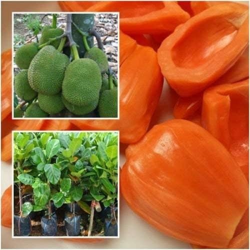 SANJU " Kāgata" ALL SEASON Variety" Hybrid 1 healthy Grafted Live Jackfruit Plant(1.5Ft Height) in nursery Grow Bag