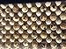 12 LARGE COTURNIX QUAIL HATCHING EGGS - HORMONE GMO FREE - HIGH HATCH RATE - FISHING PRODUCTS TEXAS