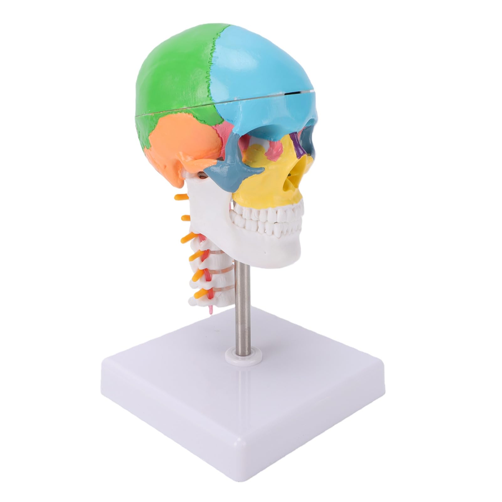Pongnas Kolorowy Model Czaszki z Mózgiem i Kręgosłupem Szyjnym Szczegółowy Model Ludzkiej Czaszki z PVC do Nauczania Anatomii Studenci Medycyny i Entuzjaści Sztuki 19x11x11cm