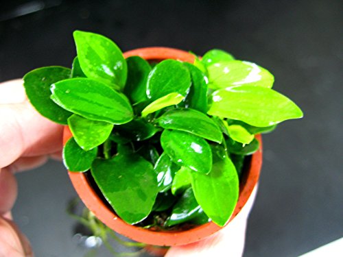 Anubias Petite 25~35 Leaves - Live Aquaric Plant Fish Tank(The Plant Pot Excluded)No Pesticides #TOP4