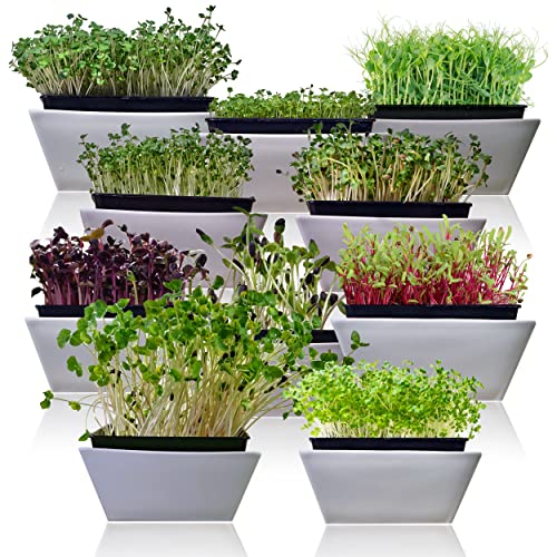 Microgreen Seeds Variety Pack – 10 Heirloom Types for Indoor Sprouting – Broccoli, Pea, Sunflower, Radish, Kale, Arugula & More – High Germination Non-GMO – Survival Garden Seeds (Seed Packs Only)