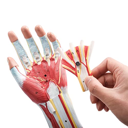 Image of Human Anatomical Muscular Arm Model, 7 Part Life Size Numbered Muscular Upper Limb Shoulder Hand Model with Removable Muscles for Medical Physiology Study Teaching Includes Stand