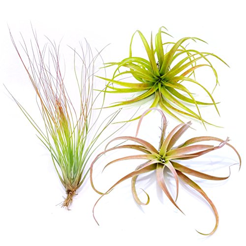 Tdg The Drunken Gnome Tillandsia Air Plants Assorted Variety Pack, 3 X-Large #TOP28