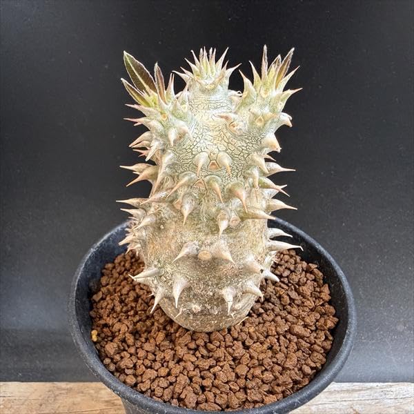 Amazon｜コーデックス：パキポディウム 恵比寿大黒 実生*L｜観葉植物