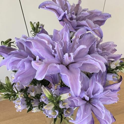 lirio azul rizoma: lilium Tubérculos resistentes - lilium resistente al invierno - Fácil de cultiva-2 Pcs-X