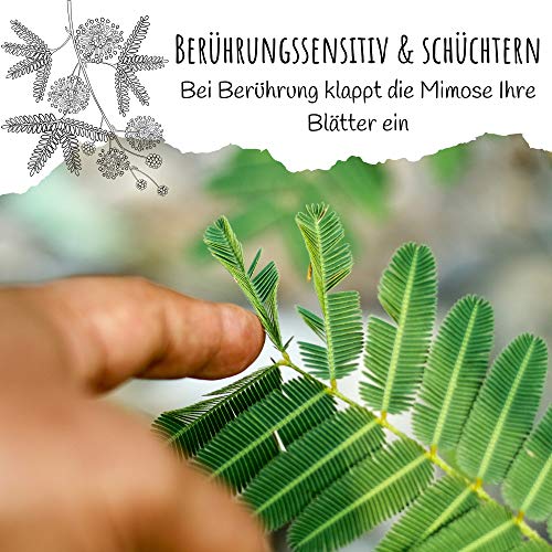 Echte Mimose Samen (Mimosa Pudica) mit hoher Keimrate - Pflanzen Samen für vielblütige & bewegungsfrohe Mimosen