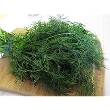 Seeds Mammoth Long Island Dill for Planting Variety for Pickling Non GMO Heirloom 2000 Seeds