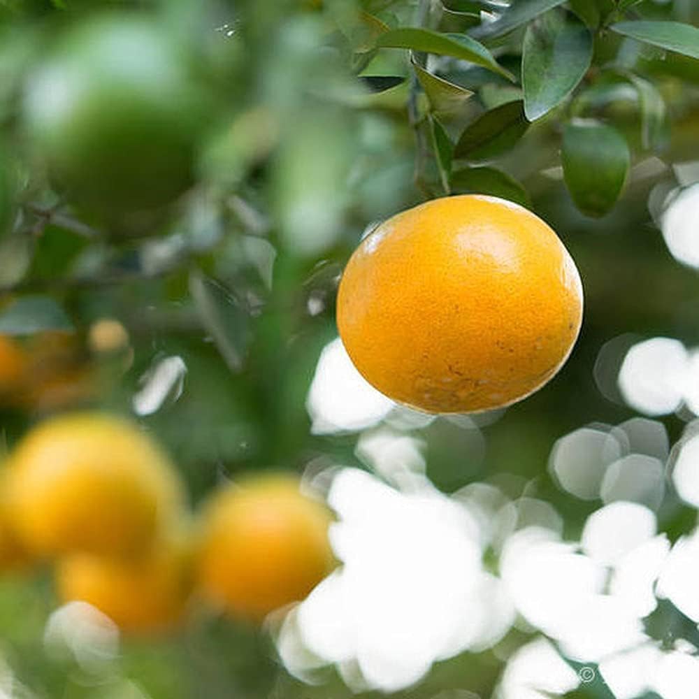 100 Piezas Semillas De Naranja Llamativo Amarillo Dorado Tangerinr Fruta Decorar Patio De Jardín Crea Un Paisaje De Jardinería Vibrante Amado Por Los Jardineros