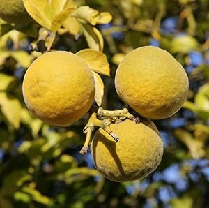 Artländer Pflanzenhof Bitterorange Poncirus trifoliata 40-60cm