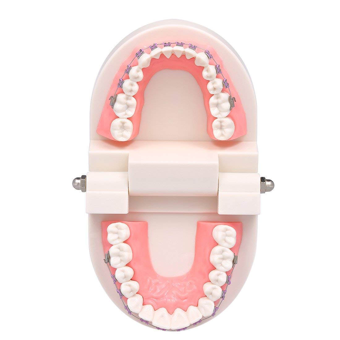 ERNZI Kieferorthopädische Zahnärztliche Behandlungsmodell Mit Keramischer Brackets, Kieferorthopädischer Metalldraht, Orale Kanalligatur, Verwendet Für Zahnärztliche Werkzeuge, Zahnärztliches Labor