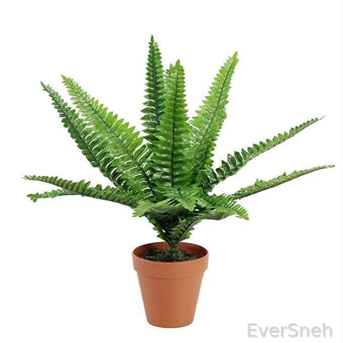 EverSneh Live Boston Green Fern Live Natural Plant With Black Plastic Pot (B0BFFT3X98) Amazon Price History, Amazon Price Tracker