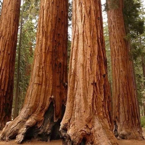 Amazon | ジャイアントセコイアの木の種子（Sequoiadendron Giganteum