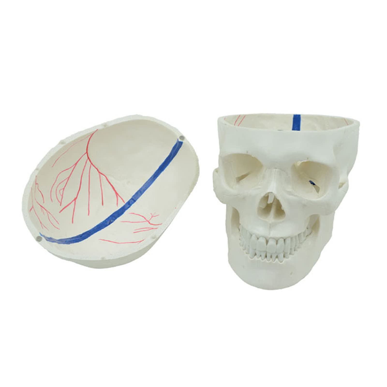 Model czaszki, model ludzkiej czaszki, replika czaszki naturalnej wielkości, zdejmowany model czaszki anatomicznej, do demonstracji naukowej, materiały laboratoryjne