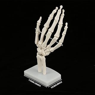 Medical Hand Skeleton Medical Hand Model Medical Anatomical Joint Study Skeleton Model Life Size Human Hand Model Human Anatomical Models