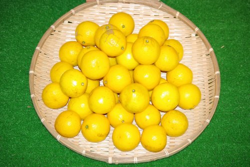 こじゃんと美味い！！高知県産 小夏2.5kg 家庭用！！のサムネイル