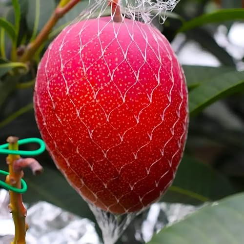 Image of Original Japanese Eggs Of Sun Miyazaki Mango Fruit Healthy Live (Grafted) plant 2Ft-2.5 Feet) for Home Garden Tree Pack of 1.