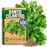 HOME GROWN Non GMO 500+ Cilantro Seeds (Fast Growing) Heirloom Coriander Seeds for Planting Indoors & Outdoors Santo Cilantro Herb for Kitchen Garden, High Germination