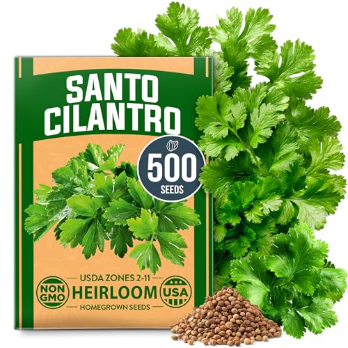 Image of HOME GROWN Non GMO 500+ Cilantro Seeds (Fast Growing) Heirloom Coriander Seeds for Planting Indoors & Outdoors Santo Cilantro Herb for Kitchen Garden, High Germination