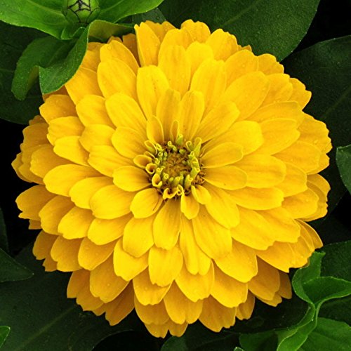 Biocarve Seeds Biocarve Zinnia Elegans Canary Bird Yellow- Pack Of 100 Seeds (B01ASWP4IC) Amazon Price History, Amazon Price Tracker