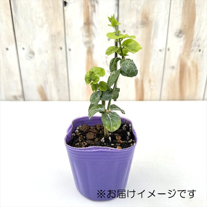 Amazon.co.jp: ジャスミン 苗 八重咲き 大輪 マツリカ プリンセス