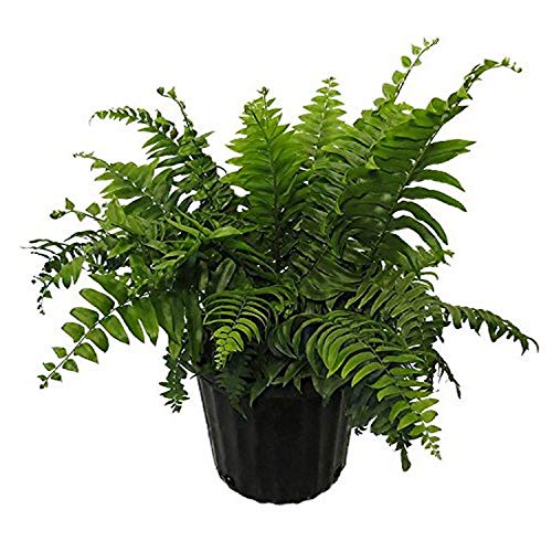 AMERICAN PLANT EXCHANGE Macho Giant Sword Fern Live Plant, 3 Gallon, Indoor/Outdoor Air