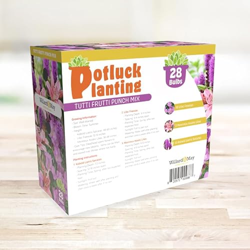 28 Easy-to-Plant Bulbs - Tutti Frutti Punch Flower Bulb Mix – Freesias, Lilies, Spicatas – Fragrant & Colorful – Summer Garden Bloom Set - Thumbnail 6