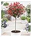 BALDUR Garten immergrünes Photinia-Stämmchen Little Red Robin® 1 Pflanze, Glanzmispel, winterhart, blühend, Photinia fraseri, schnellwachsend, Glanzmispel
