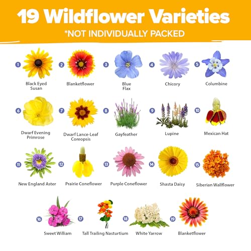 HOME GROWN Wildflower Seeds Mix - 47,400+ Non-GMO USA-SOURCED Seeds - 19 Perennial Flower Varieties for Planting Outdoors - Attract Butterflies & Birds - 3oz Wild Flower Seed Mix - Thumbnail 2