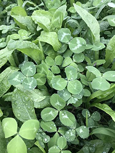 Hale Habitat & Seed Clovers, Alfalfa, & Chicory Food Plot Seed Mix, 1/2 Acre, Perennial Year-Round Attractant - Thumbnail 6